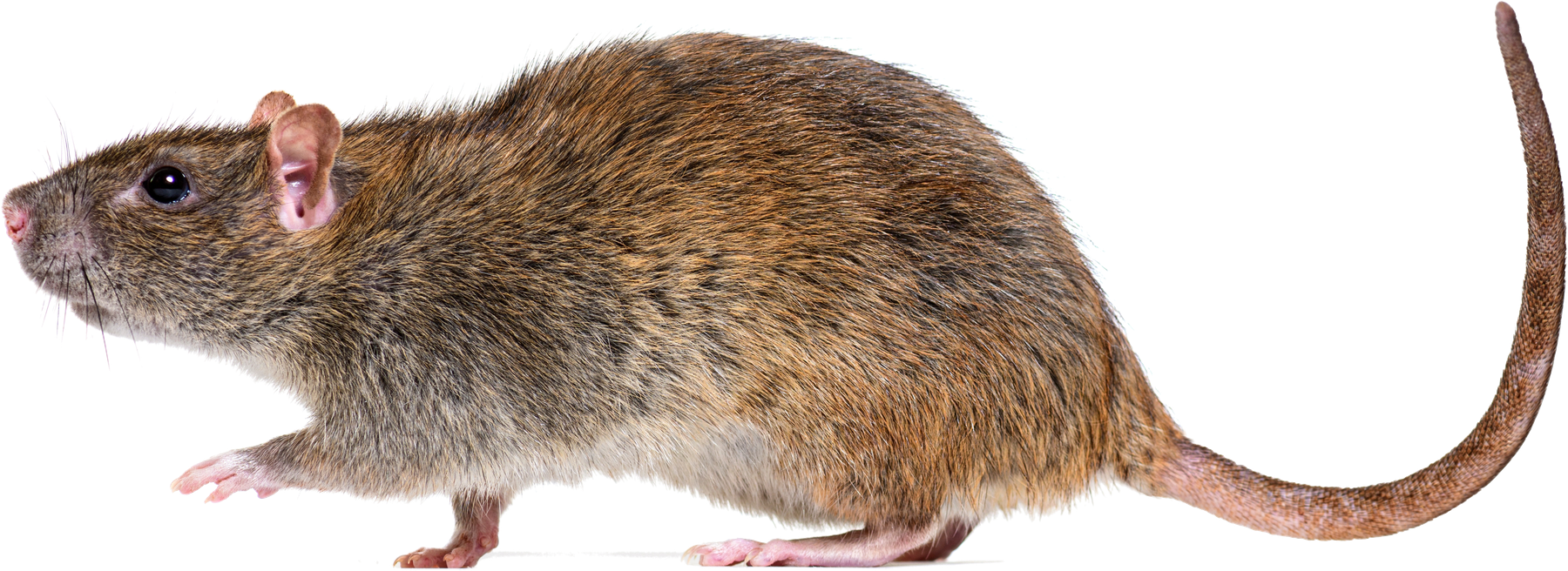 Rattech ApS logo